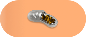 mythocondrial dysfonction.original 3785751b