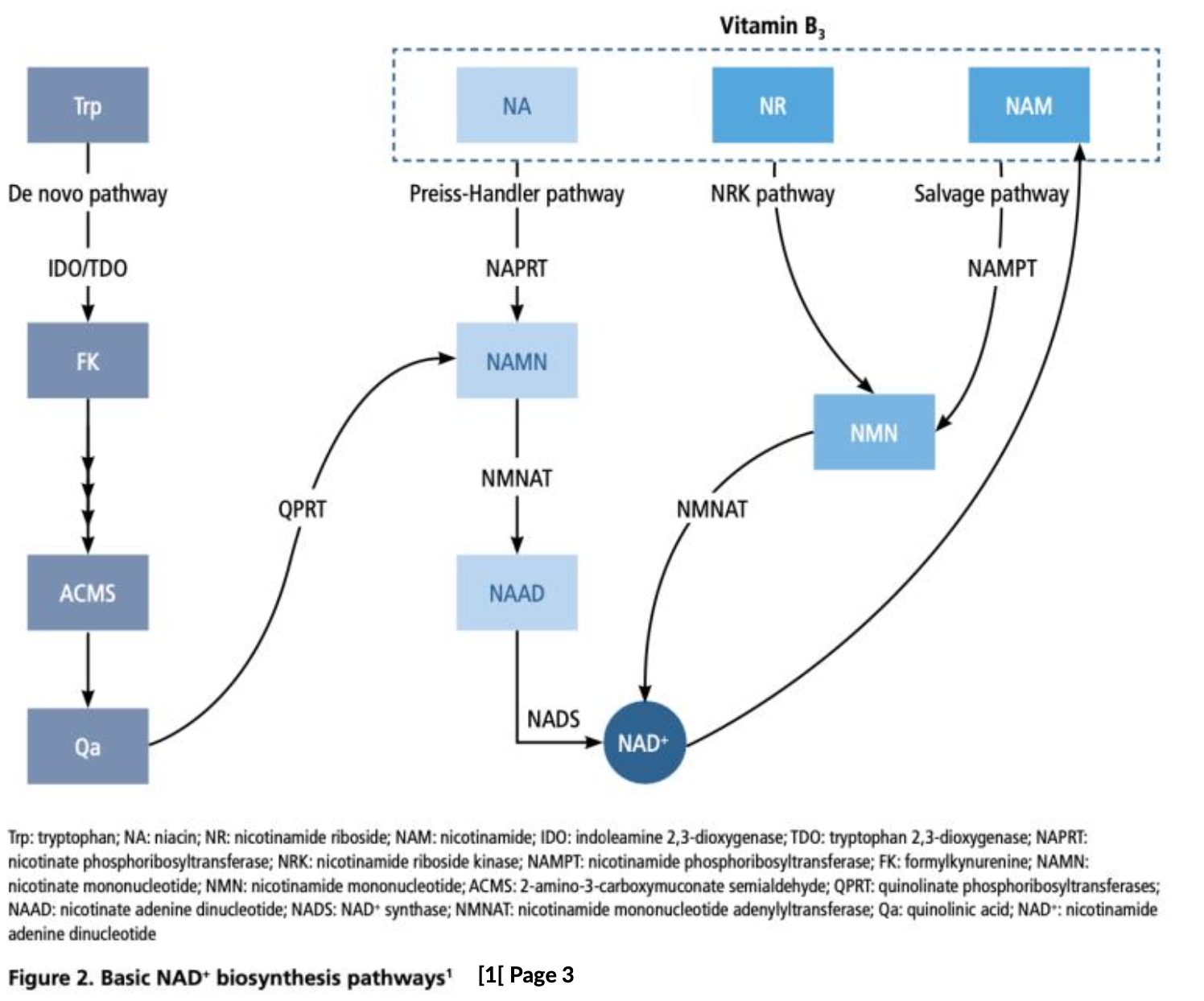 basic NAD+ biosynthesis pathways
