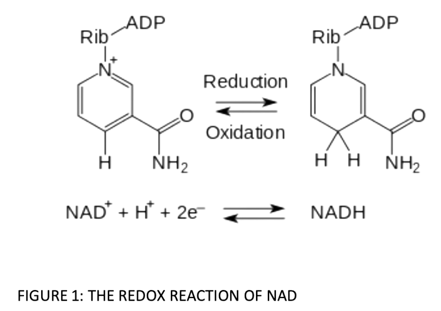 THE REDOX REACTION OF NAD