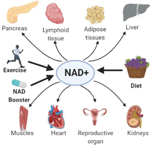 Effect of nad